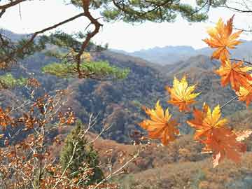 茶花室內(nèi)養(yǎng)殖全攻略，打造家居綠色角落